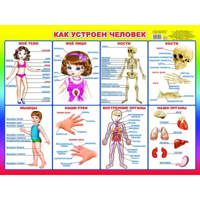 Плакат А2 картон.Алфея как устроен человек 820182