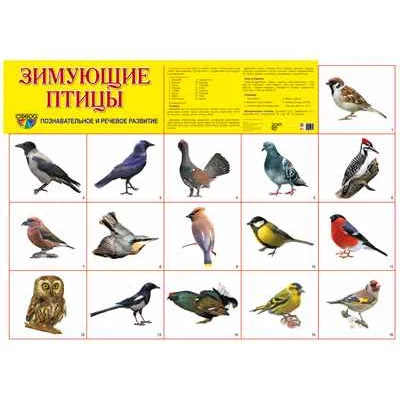 Демонстрационный плакат А2 Зимующие птицы