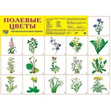 Плакат А2 картон ТЦ Сфера полевые цветы