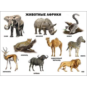 ПЛАКАТ. ЖИВОТНЫЕ АФРИКИ