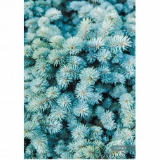 Ежедневник А5 192л "Ель"  КанцЭксмо