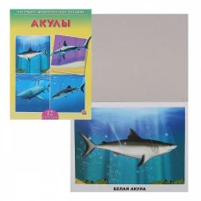ДИД. ПОСОБИЕ. АКУЛЫ (Арт. ПД-0629)