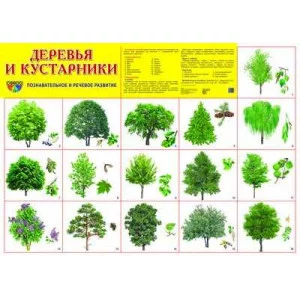 Демонстрационный плакат А2 Деревья и кустарники