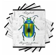 Тетрадь общая ученическая ErichKrause Жуки 48 листов клетка мат. лам.+выборочный +тиснение фольгой+конгрев доп.лист 60612