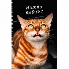 Тетрадь (студ., офис) А4 80л "Котики" КанцЭксмо ТС2Л4805211