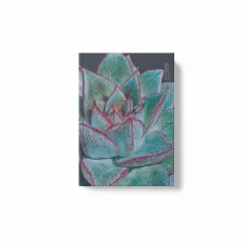 Книга для записей А6 80л Succulent КанцЭксмо ЕТИЛ680616