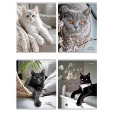 Тетрадь КЛЕТКА 96л. РАЗНЫЕ ДОМАШНИЕ КОТЫ (96-4319) (цвет.мелов.обл.) 96-4319