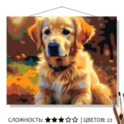 Картина по номерам на холсте 50х40 "Молодой ретривер"  Знайленд КН5040280