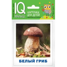 Умный малыш. Грибы наших лесов. Набор карточек для детей., изд.: Айрис, авт.: Тимофеева Т.В., серия.: Умный малыш ( IQ малыш ) 978-5-8112-7773-5