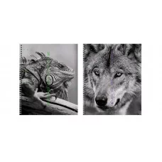 Тетрадь А5 96л "Дикие и прекрасные " КанцЭксмо ТС968554