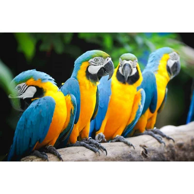 Алмазная мозаика 30*40(класс) полное запол. без подрамн. (29цв) ЯРКИЕ ПОПУГАИ НА ВЕТКЕ (Арт. WFC032) WFC032