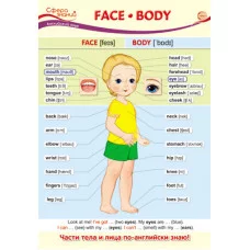 ПО-13438 Плакат А3. Английский язык в начальной школе. Face. Body (Лицо. Тело) / Сфера знаний 4630112003581