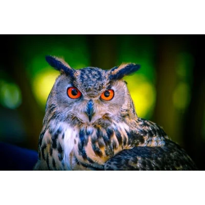 Холст с красками 40х50 см по номерам. Сова в лесу (10313140/130220/0009504,Китай)