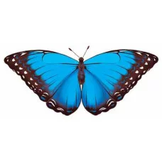 М-12484 Мини плакат Бабочка-1 (190х160 мм) 00-00011506