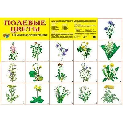 Плакат А2 картон ТЦ Сфера полевые цветы