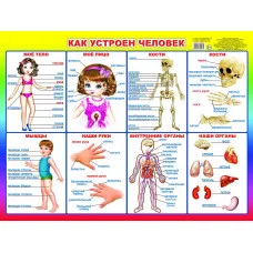 Плакат А2 картон.Алфея как устроен человек 820182
