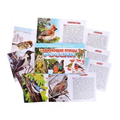 Обучающие карточки Карточки. Зимующие птицы России