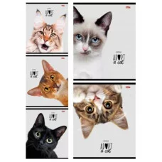 Тетрадь КЛЕТКА 48л. КОШАЧЬИ МОРДОЧКИ-2 (48-3803) цвет. мелов. обл. 48-3803