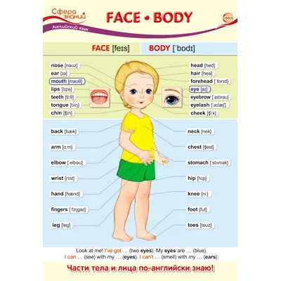 ПО-13438 Плакат А3. Английский язык в начальной школе. Face. Body (Лицо. Тело) / Сфера знаний 4630112003581