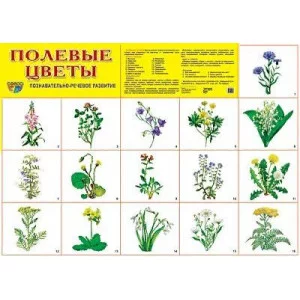 Плакат А2 картон ТЦ Сфера полевые цветы