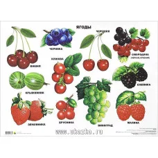 ПЛАКАТЫ НА КАРТОНЕ, А2 (Проф-Пресс)   Ягоды