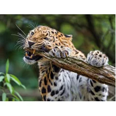 Холст с красками 40х50 см по номерам. Гепард в Джунглях (10313140/040220/0006695,Китай)
