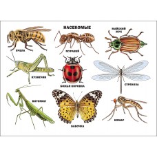 ПЛАКАТЫ НА КАРТОНЕ, А2 (Проф-Пресс) Насекомые
